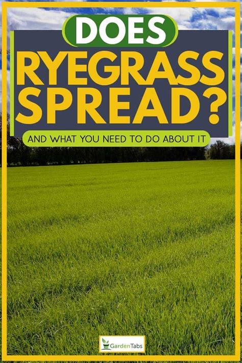 Does Ryegrass Spread? [And What You Need To Do …