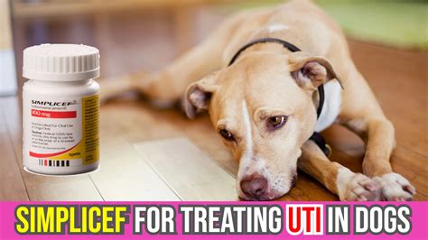 Does Simplicef Cause... - Antibiotics for Dogs Facebook