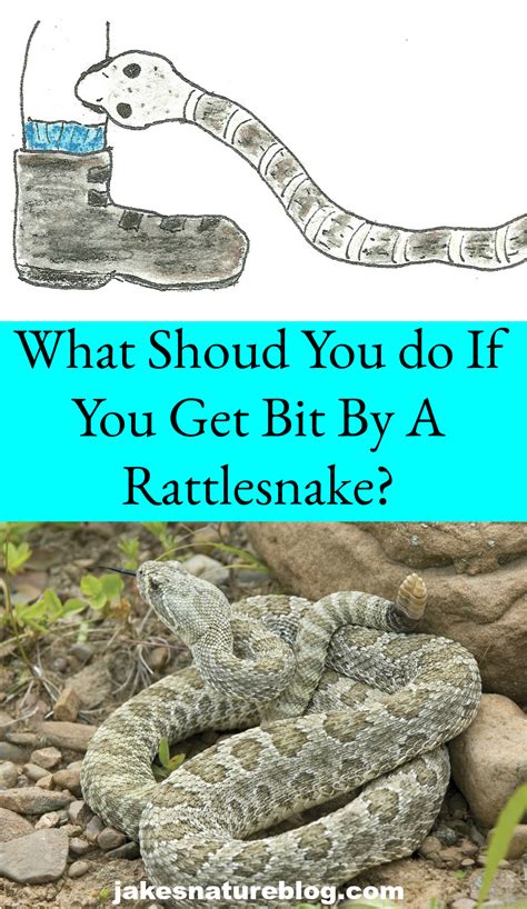 Does Tate Get Bit By A Rattlesnake — Described for Everyone