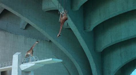 Does This Video Shows Giraffes Jumping Off a High Dive?