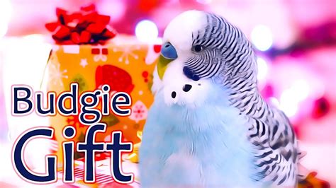 Does a Budgie make a best Christmas present? - YouTube