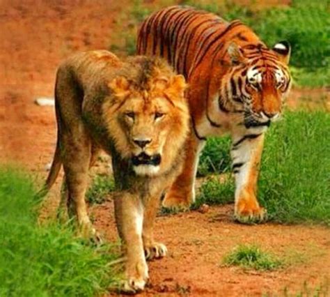 Does a lion run faster than a tiger? - Answers