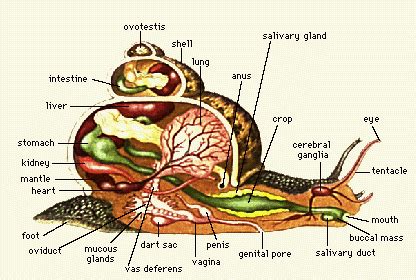 Does a snail have a brain? - SV OG