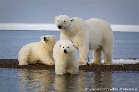 Does alaska have polar bears. Polar Bears take the prize when it comes to largest land carnivore. Although some Brown Bears rival them for size, the overall species is a clear winner. They are specially adapted to living and hunting seals on the Arctic ice pack, which provides them a floating home and ready access to the ocean. Young bears feed for at … 