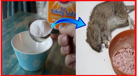 Does baking soda and cornmeal kill rats. My go to for mice chipmunks and voles, is cracked corn / cornmeal and dry powdered Portland Cement. The old man used the recipe, of 1 cup of cornmeal / cracked corn to 1/2 cup cement powder. Put it in foil pie plates. Rodents eat the mix, lick it off the paws, then dry up and die. 