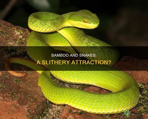 Does bamboo attract snakes.  Proper maintenance of bamboo can help mitigate the cha...