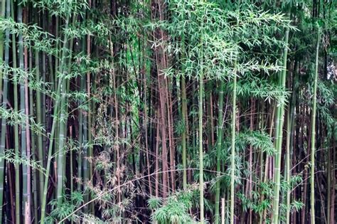 Does bamboo grow well in Texas? – KnowledgeBurrow.com