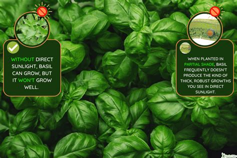 Does basil need a lot of sun.  Everything you need to know about sowing...
