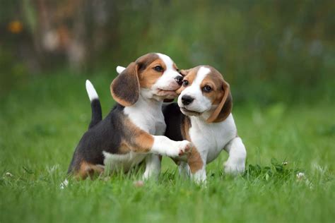 How much do Beagle cost in Australia? The price of a Beagle 