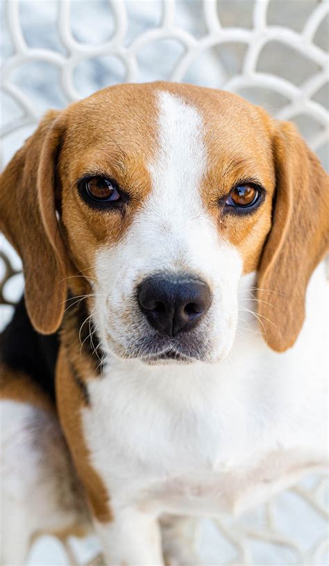 Does beagle work. Things To Know About Does beagle work. 