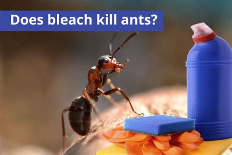 Does bleach kill ants. Step 3: Bleach. Mix the bait with bleach. If the ant consumes this, it will undoubtedly die. The ant might decide to take the bait to the colony, resulting in many ants falling victim. If the ant decides not to eat the bait, the bleach would still serve as a repellant. 