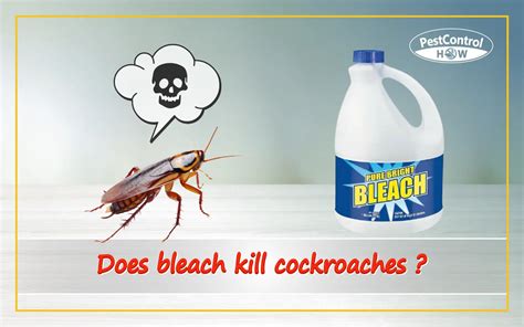 Does bleach kill cockroaches. Bleach. If your home is on a public sewer line and doesn’t rely on a septic tank for waste removal, pouring a cup of bleach down the drain can be an effective method to kill any present roaches. However, keep in mind that bleach not only exterminates roaches but also kills beneficial composting microbes in sewer systems. 