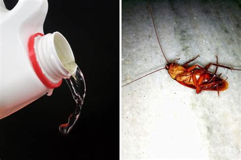 Does bleach kill roaches. Mar 19, 2022 · Bleach can kill roaches in drains, but it does not automatically solve the problem. It is a very effective disinfectant and a household cleaner. Bleach has an active ingredient that can kill bacteria, but it also poses a health risk to humans and pets if not used properly. 