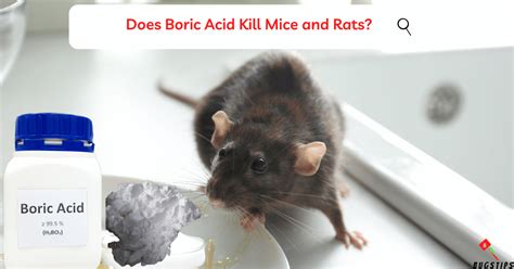 Does boric acid kill mice.  Miracle Breitenberg | Last update: Wednesd...