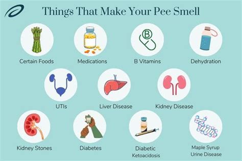 Does celery make your pee smell. When your body breaks down asparagusic acid, it creates a few sulfur-containing byproducts that cause the weird pee smell. However, not everyone notices that their urine smells differently after ... 