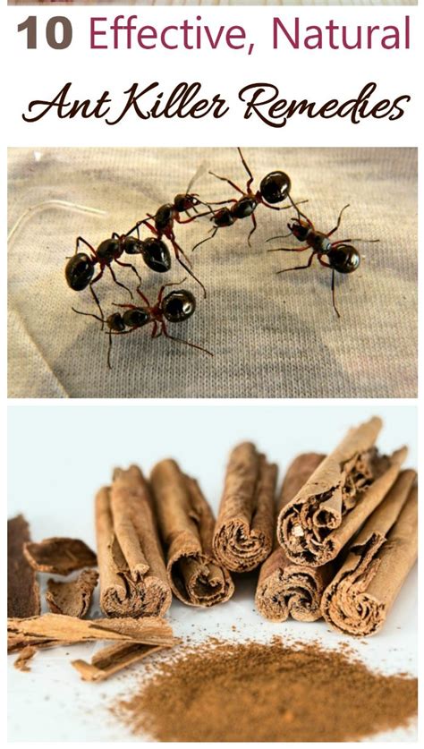 Does cinnamon kill ants. Things To Know About Does cinnamon kill ants. 