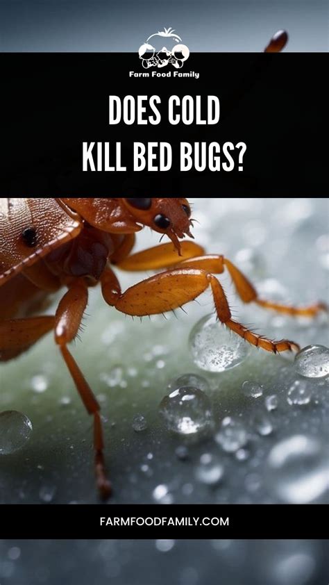 Does cold kill bed bugs. Dec 15, 2020 · One popular method of getting rid of bed bugs is extremely cold temperatures. If freezing kills bed bugs and eggs, you could put the infested items in the freezer or leave them outside during winter months. Bed bugs die at temperatures lower than 3 degrees Fahrenheit. Some studies suggest that they die in one hour at 3 degrees; others say it ... 