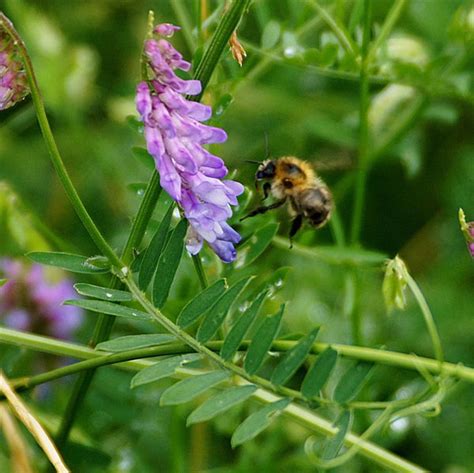 Does crown vetch come back every year? - KnowledgeBurrow