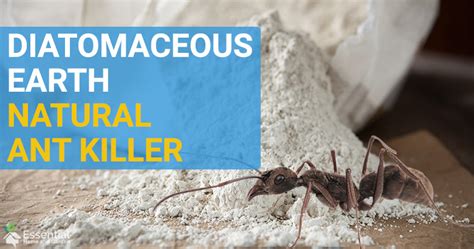 Does diatomaceous earth kill ants. Ants are small creatures that can become a big nuisance when they invade your home. Not only do they contaminate food, but they can also cause damage to your property. While there ... 