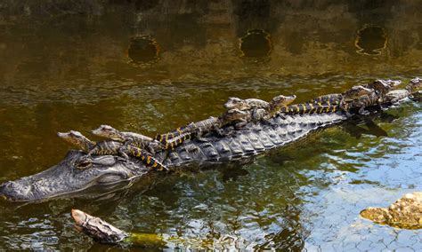 Does florida have alligators or crocodiles. Wondering how to start an alligator farm? From writing a business plan to marketing, here's everything you need to know. Alligator farming has become a lucrative business in the so... 