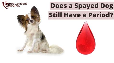 Does getting a dog spayed stop bleeding