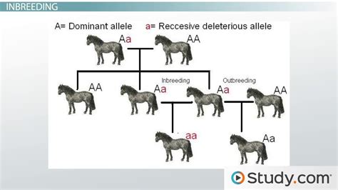 Does inbreeding cause severe birth defects? - Skeptics Stack Exchange