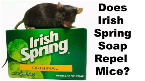 Does irish spring repel mice. Things To Know About Does irish spring repel mice. 