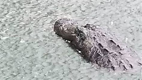 Does lake hartwell have alligators. Last Sunday, according to Wolfgang, 11 alligators were sunbathing on the bank, which is part of their property. “For the past two weeks, there has been a gang of gators right at Lake Jackson ... 