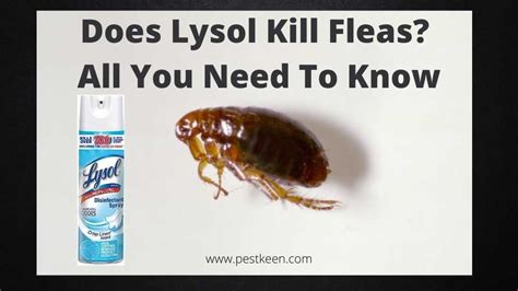 Does Lysol Spray Kill Fleas on Furniture? Yes, it Does! Lysol is the #1 household item that every house owner has. It is a house cleaner and a disinfector that eliminates 99.9% of viruses and bacteria. It is affordable and available in various forms, including liquid, wipes, and a spray..