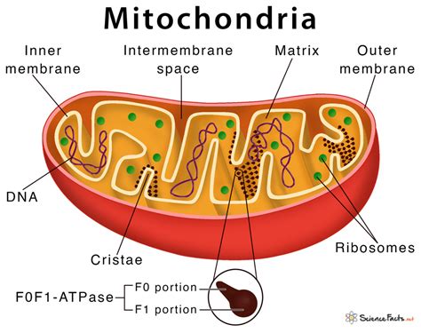 Does mitochondria contains DNA? - Quora