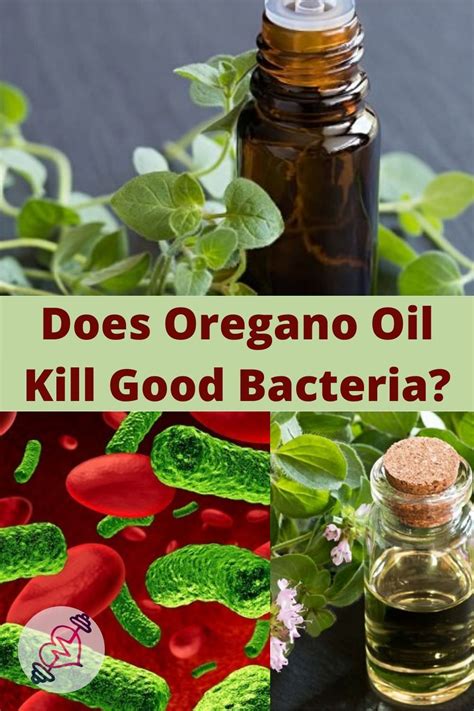 Does oil of oregano destroy healthy bacteria probiotics