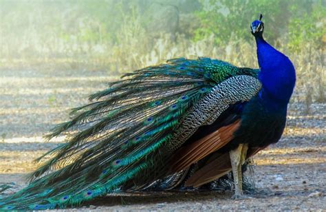 Does peacock cost money. Peacock. $300 – $10,000. Shipping (if applicable) $50 – $500. Permit (if applicable) $0 – $500. Note that the costs listed above are estimates and may vary depending on your location and the specific breed of peacock you’re purchasing. 