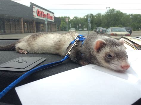 Does petsmart sell ferrets. Things To Know About Does petsmart sell ferrets. 