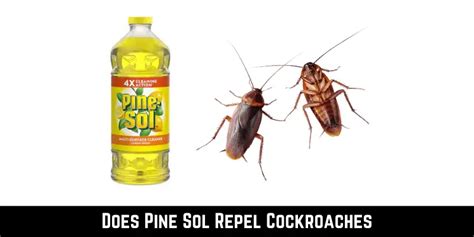 Does pine sol attract roaches. Things To Know About Does pine sol attract roaches. 
