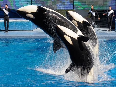 Does seaworld still have killer whales. November 13, 2013 / 11:01 AM EST / CBS. SeaWorld's future may lie with federal judges over a decision involving the aquatic parks' most popular draw: killer whales. For decades, orcas have been ... 
