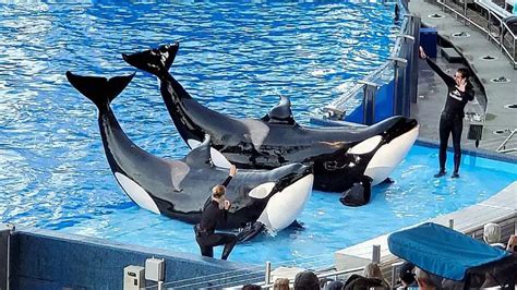 Does seaworld still have orca whales. Being swallowed by a whale is unlikely, but why not be prepared, anyway? Commercial lobster diver Michael Packard claims he was scooped up by a humpback whale while he was out for ... 