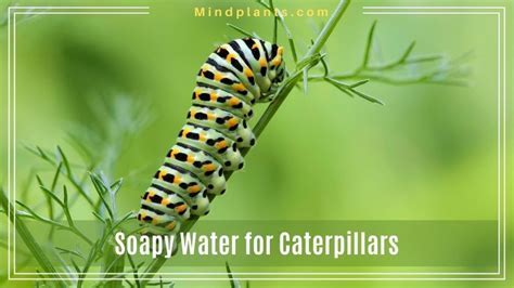 Does soapy water kill caterpillars. .  ...