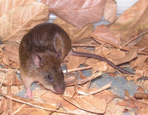 Does stress mess with rodents’ heads? Influence of habitat …