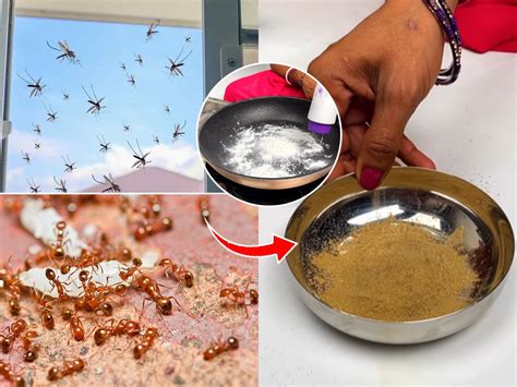 Does talcum powder keep ants away? – KnowledgeBurrow.com