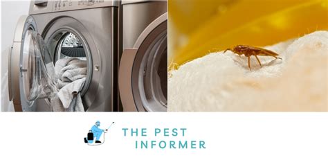 Does the dryer kill bed bugs. Oct 24, 2023 ... Will Washing Clothes Kill Bed Bugs? ... The short answer is yes, but it's a little more complex than throwing all your clothing into the washing ... 