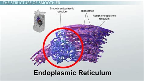 Does the smooth ER break down toxins? – KnowledgeBurrow.com