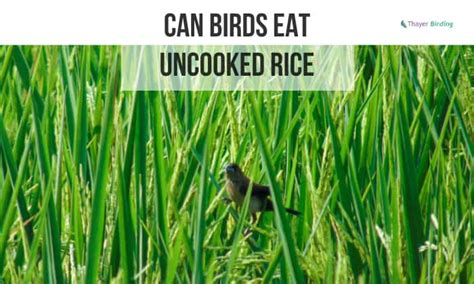 Does uncooked rice hurt birds? - Quora