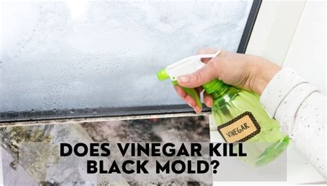 Does vinegar kill black mold. Things To Know About Does vinegar kill black mold. 