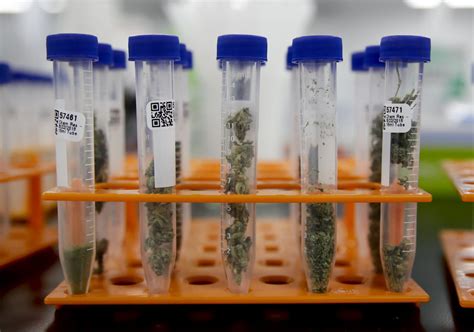 Does virginia drug test for marijuanas? - CBD-THC