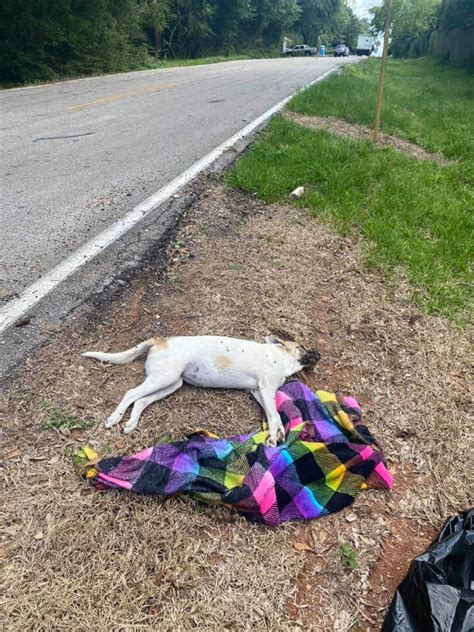 Dog's body dumped on Boulder road, suspect wanted