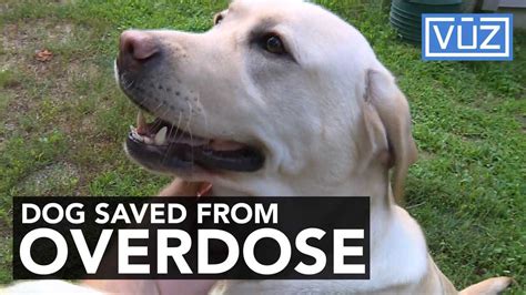 Dog's life saved with Narcan in Marin County