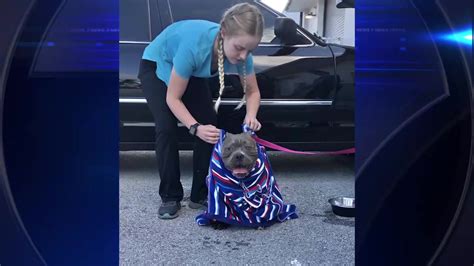 Dog, newborn puppy rehabilitated after being abandoned outside Fort Lauderdale pet rescue