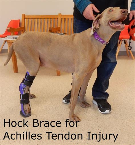 Dog Ankle Braces Canine Hock Injuries My Pet