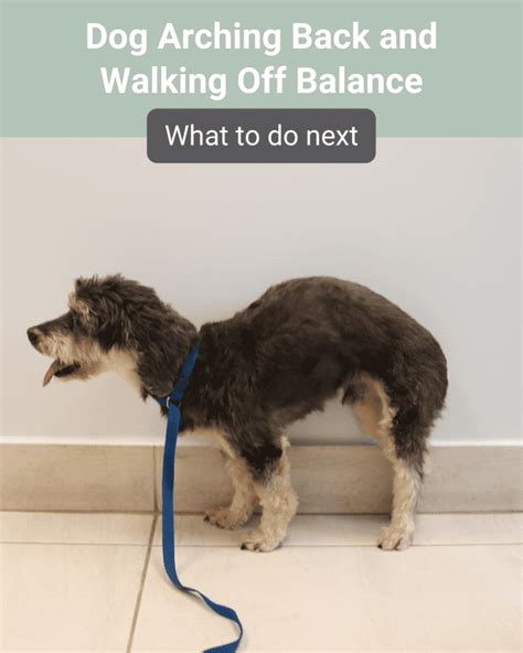 Dog Arching Back and Walking Off Balance: What to Do …