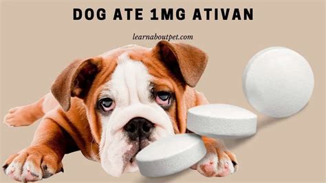 Dog Ate 1Mg Ativan : (9 Menacing Health Facts) - 2024 - Learn …